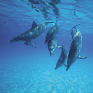 Dolphins
