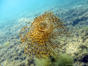 In and under the water with Active Blue