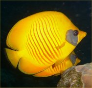 Yellow fish