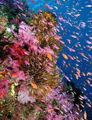 Open Water